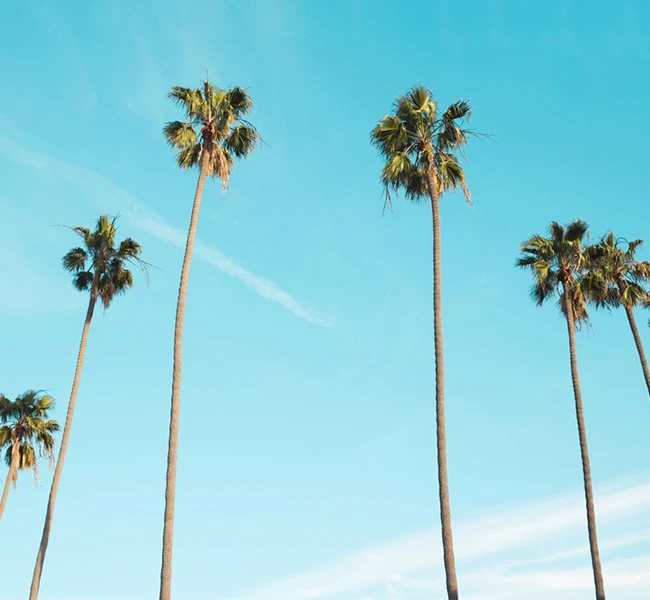 The top of palm trees in Southern California.